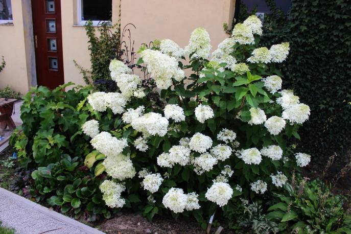 Hortensja bukietowa 'Phantom' Hydrangea paniculata