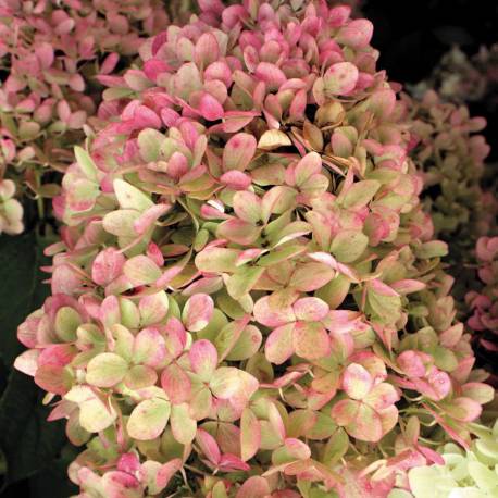 Hortensja bukietowa 'Limelight' Hydrangea paniculata
