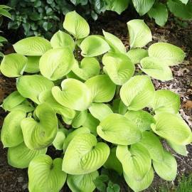 Funkia 'Glad Tidings' Hosta