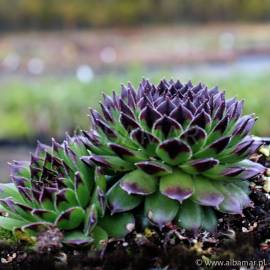Rojnik 'Black Top' Sempervivum hybridum
