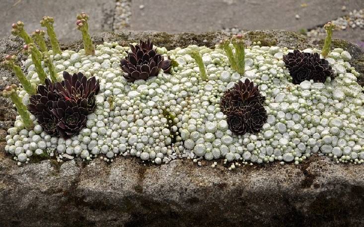 Rojnik pajęcznowaty 'Tomentosum' Sempervivum arachnoideum