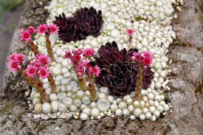 Rojnik pajęcznowaty 'Tomentosum' Sempervivum arachnoideum