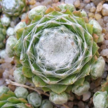 Rojnik pajęcznowaty 'Tomentosum' Sempervivum arachnoideum