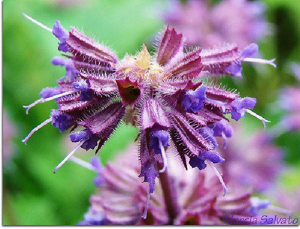 Szałwia okręgowa 'Purple Rain' Salvia verticilata