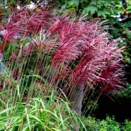 Miskant chiński 'Rotfeder' Miscanthus sinensis