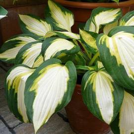 Funkia 'Color Festival' Hosta