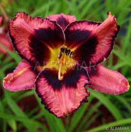 Liliowiec 'Simmon's Overture' Hemerocallis