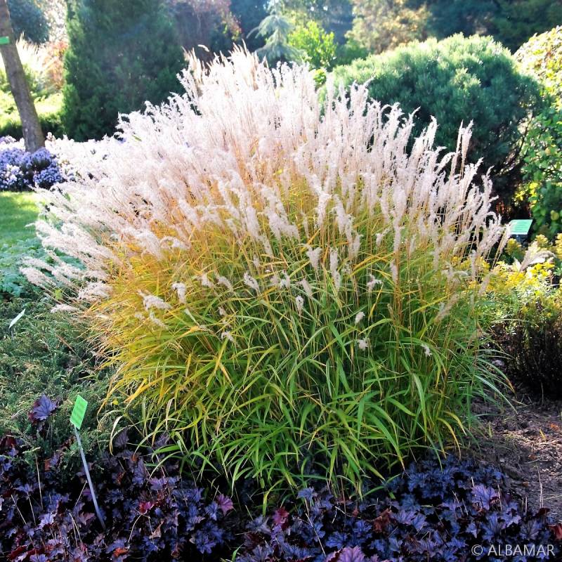 Miskant Chiński 'Nanus Variegatus' Miscanthus Sinensis| Albamar