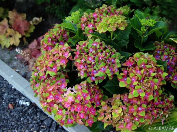 Hortensja ogrodowa 'Schloss Wackerbarth ' Hydrangea macrophylla