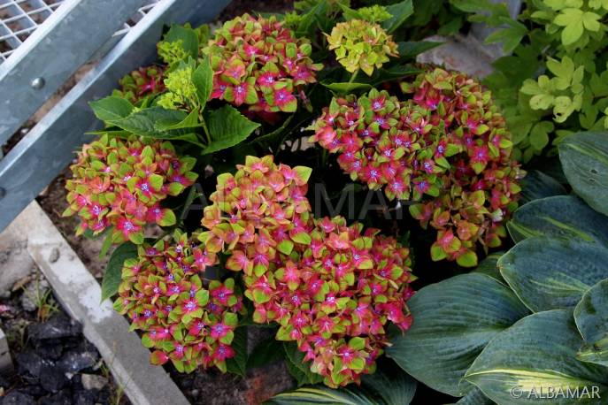 Hortensja ogrodowa 'Schloss Wackerbarth ' Hydrangea macrophylla