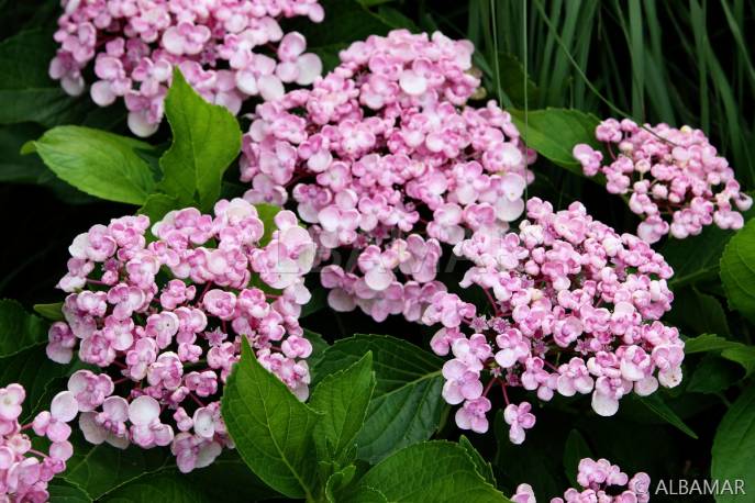 Hortensja ogrodowa 'Ayesha' Hydrangea macrophylla