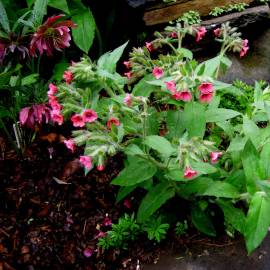 Miodunka czerwona Pulmonaria Rubra