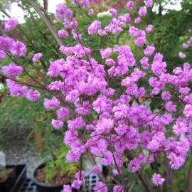 Rutewka Delavay'a 'Hewitt's Double' Thalictrum delavayi