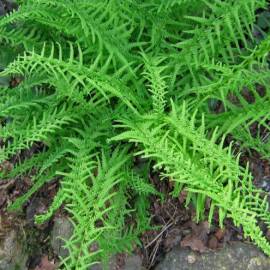 Wietlica samicza 'Victoriae' Athyrium filix-femina