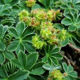 Przywrotnik farerski Alchemilla faeroensis var. pumila