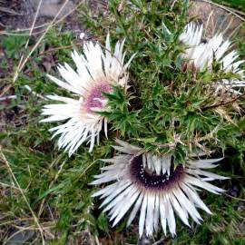 Dziewięćsił bezłodygowy Carlina acaulis ssp. simplex