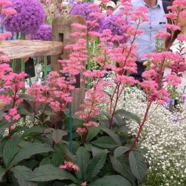 Rodgersja pierzasta 'Bronze Peacock' Rodgersia pinnata