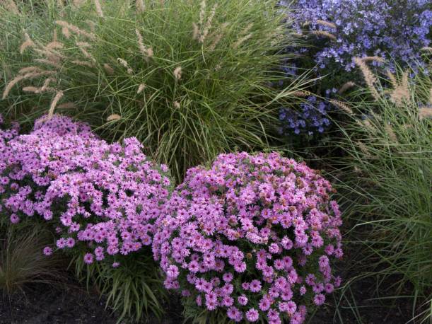 Aster krzaczasty 'Peter Harrison' Aster dumosus