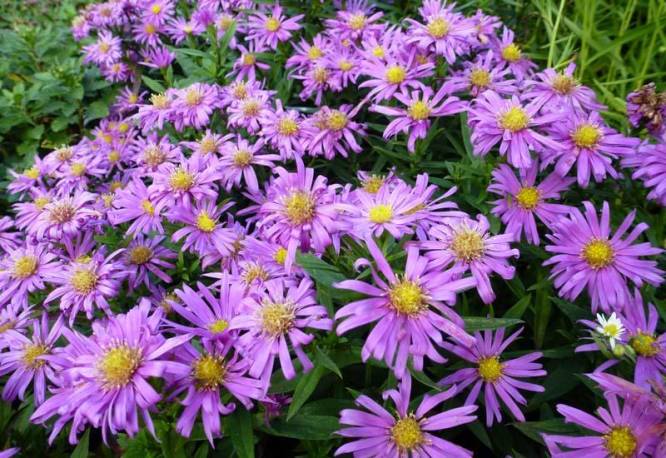 Aster krzaczasty 'Peter Harrison' Aster dumosus