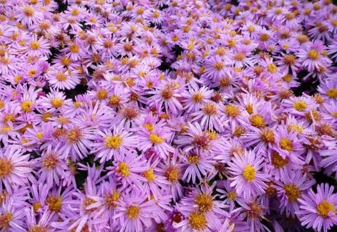 Aster krzaczasty 'Peter Harrison' Aster dumosus