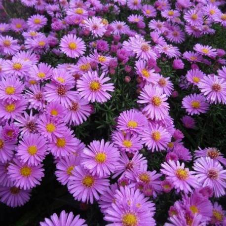 Aster krzaczasty 'Peter Harrison' Aster dumosus