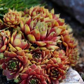 Rojnik 'Samoa' Sempervivum hybridum