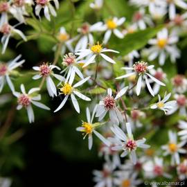 Aster rozkrzewiony Aster divaricatus