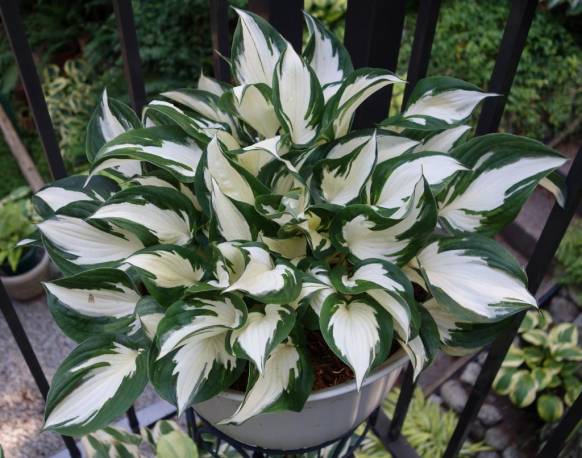 Funkia Fire And Ice Hosta Fire And Ice