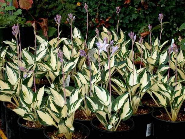 Funkia Fire And Ice Hosta Fire And Ice