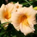 Liliowiec 'Mini Pearl' Hemerocallis