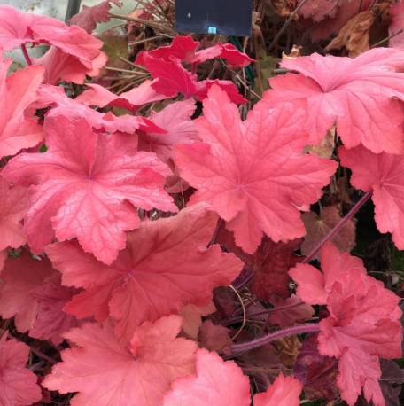 Żurawka 'Orange Dream' Heuchera