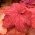 Żurawka 'Orange Dream' Heuchera