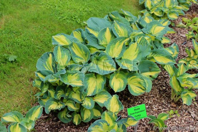 Funkia 'Great Expectations' Hosta