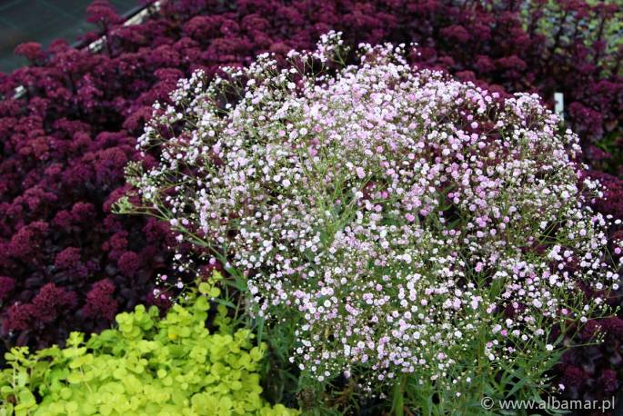 Gipsówka wiechowata 'Pink Festival' Gypsophila paniculata