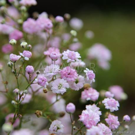 Gipsówka wiechowata 'Pink Festival' Gypsophila paniculata