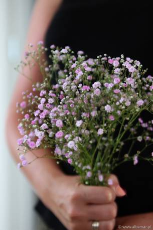 Gipsówka wiechowata 'Pink Festival' Gypsophila paniculata