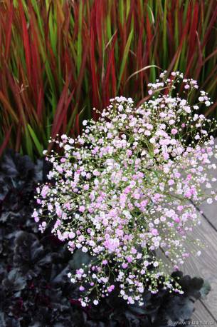 Gipsówka wiechowata 'Pink Festival' Gypsophila paniculata