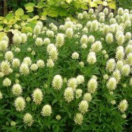 Koniczyna żółtobiała Trifolium ochroleucon