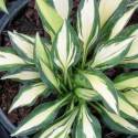 Funkia 'Teeny Weeny Bikini' Hosta