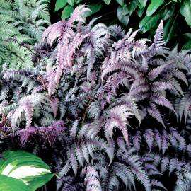 Wietlica japońska 'Pewter Lace' Athyrium nipponicum var. pictum