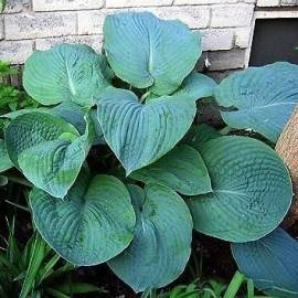 Funkia 'Blue Mammoth' Hosta