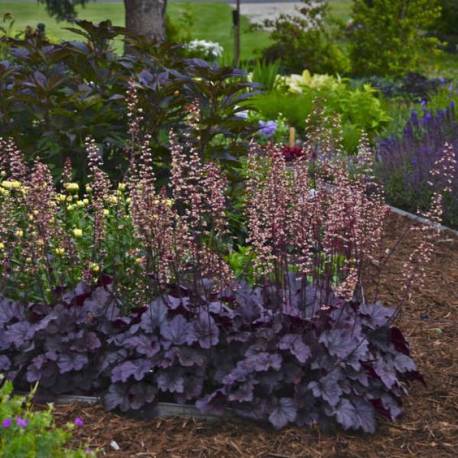 Żurawka 'Grape Expectations' Heuchera