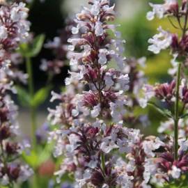 Kocimiętka wielkokwiatowa 'Dawn to Dusk' Nepeta grandiflora