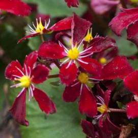 Skalnica Fortune'a 'Beni Tsukasa' Saxifraga fortunei