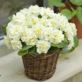 Pierwiosnek bezłodygowy Belarina 'Cream' Primula vulgaris