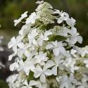 Hortensja bukietowa LEVANA 'Cov' Hydrangea paniculata