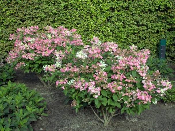 Hortensja bukietowa EARLY SENSATION 'Bulk' Hydrangea paniculata