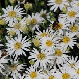 Aster krzaczasty 'Schneekissen' Aster dumosus