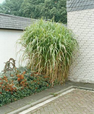 Miskant olbrzymi Miscanthus giganteus