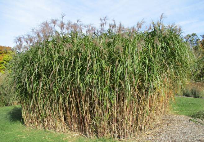 Miskant olbrzymi Miscanthus giganteus